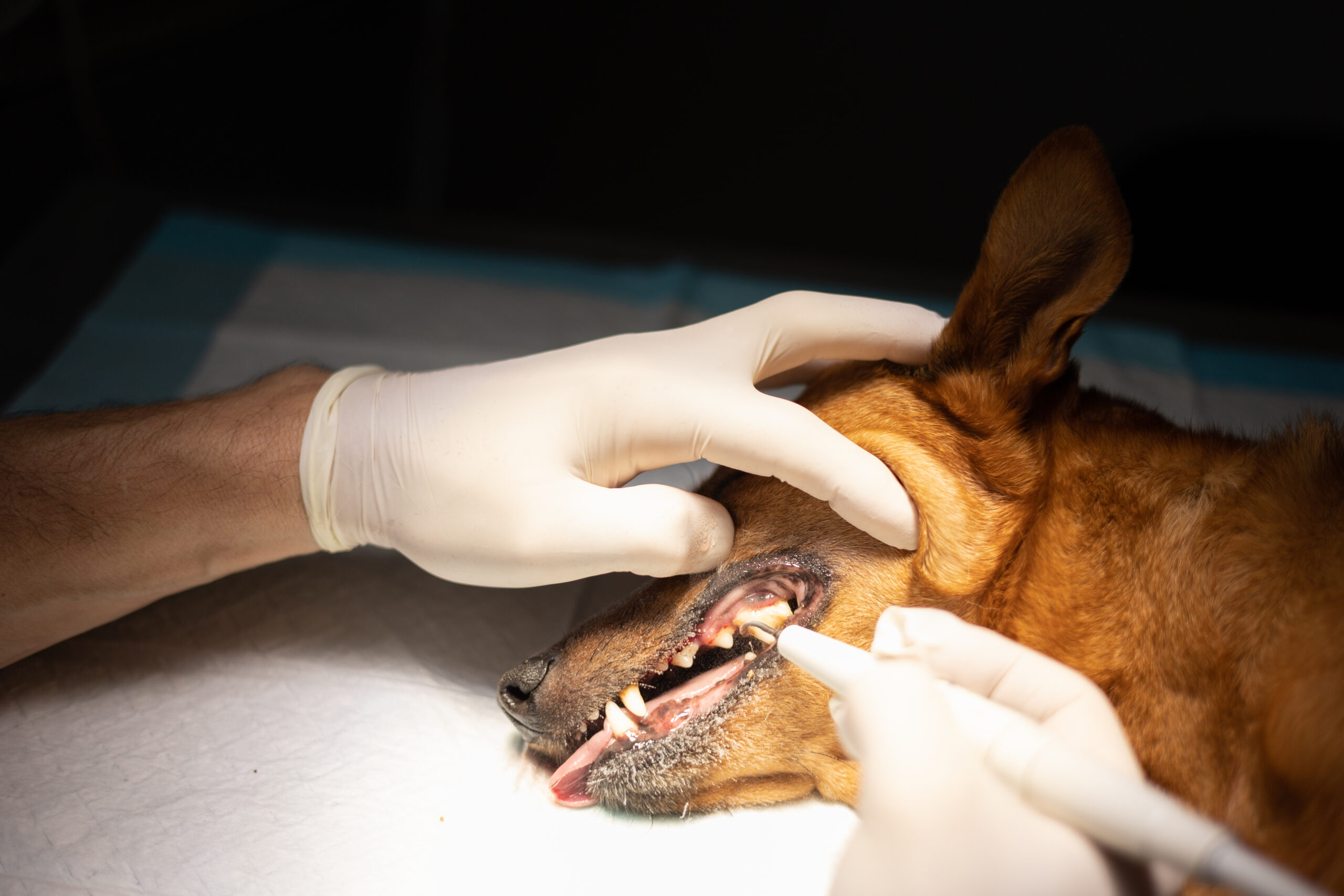 closeup of canine dental cleaning with sedation in 2023 11 27 05 35 24 utc scaled