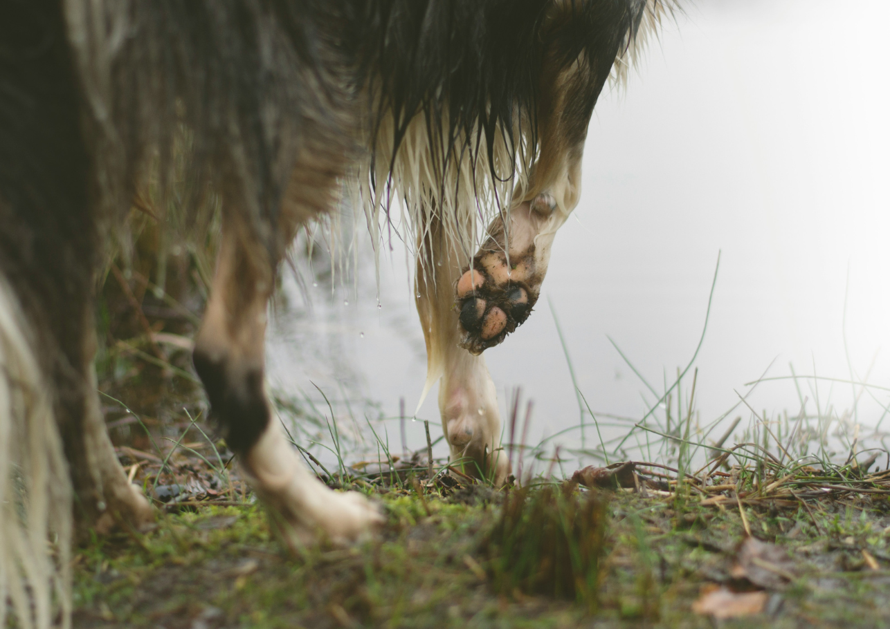 Leptospirose beim Hund dogcare24 content image