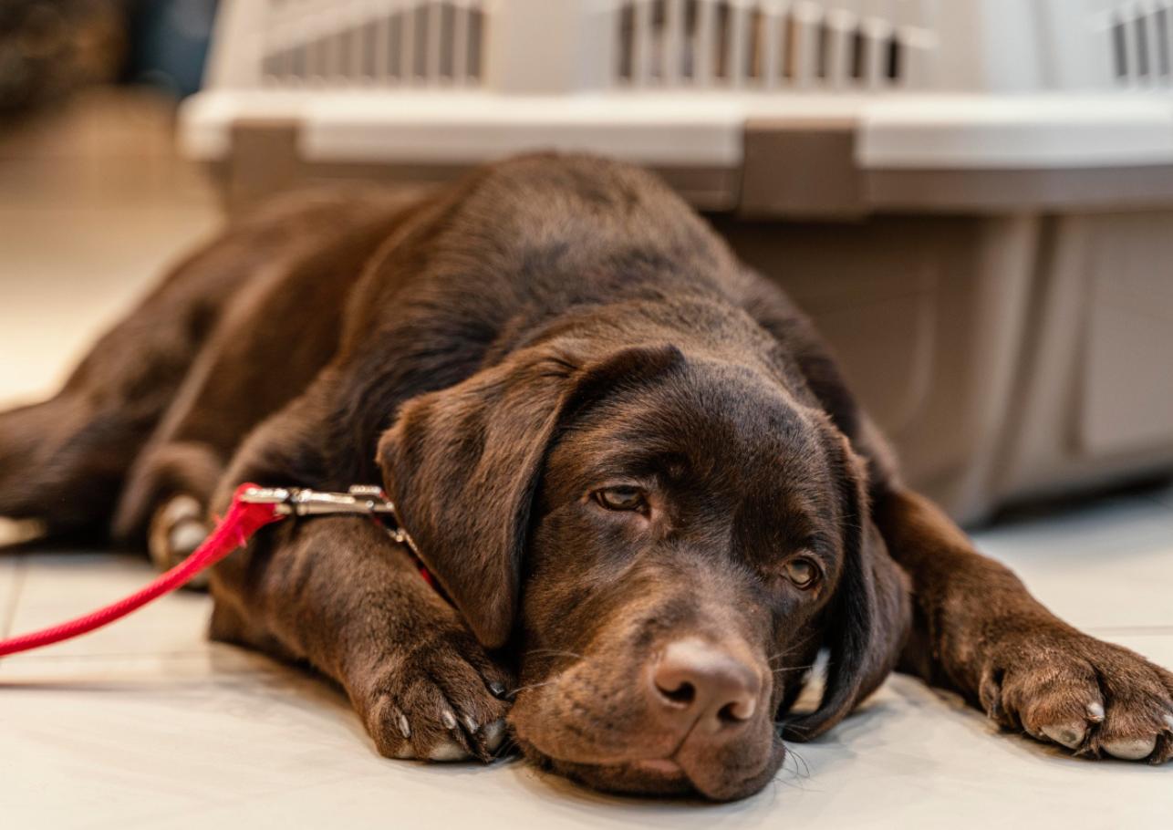 bandscheibenvorfall hund dogcare24 content image