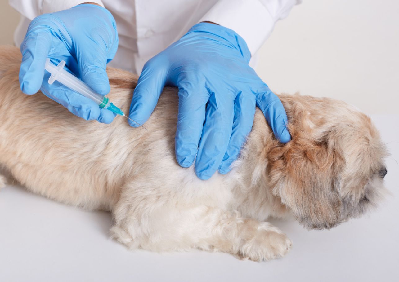 impfungen hund dogcare24 content image