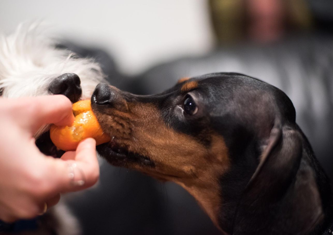 Duerfen Hunde Nektarinen essen dogcare24 content image