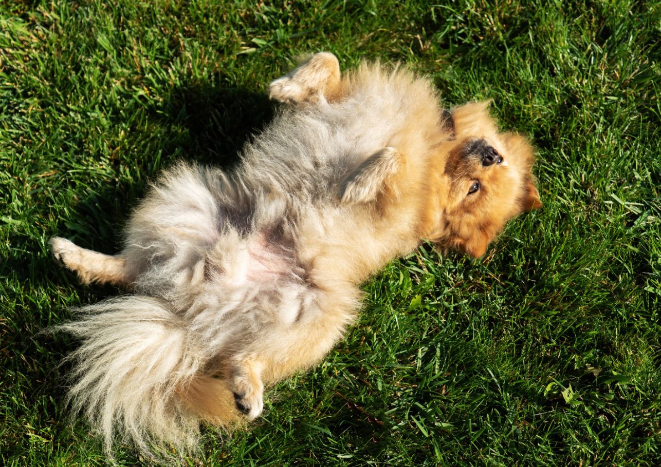 Magengeraeusche Hund dogcare24 content image