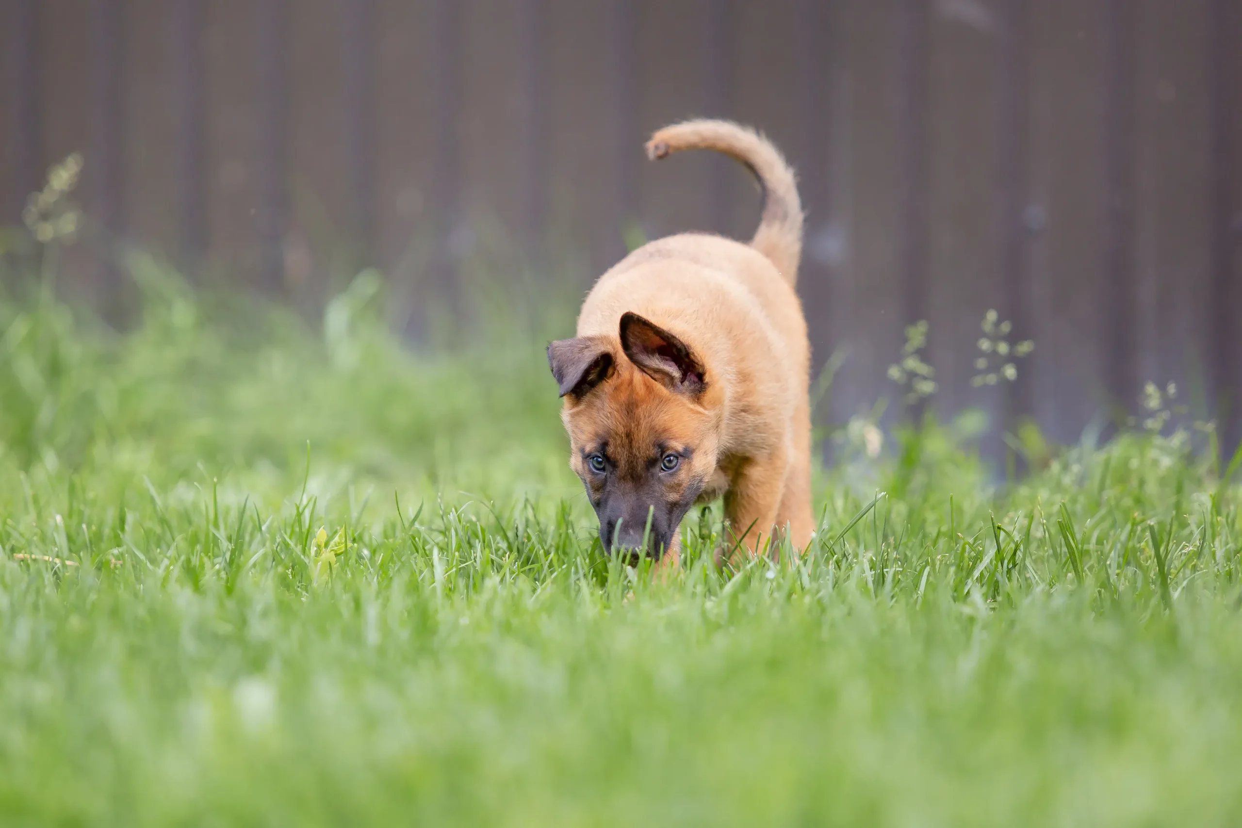 belgian shepherd malinois puppy playing on the b 2023 11 27 04 51 48 utc scaled