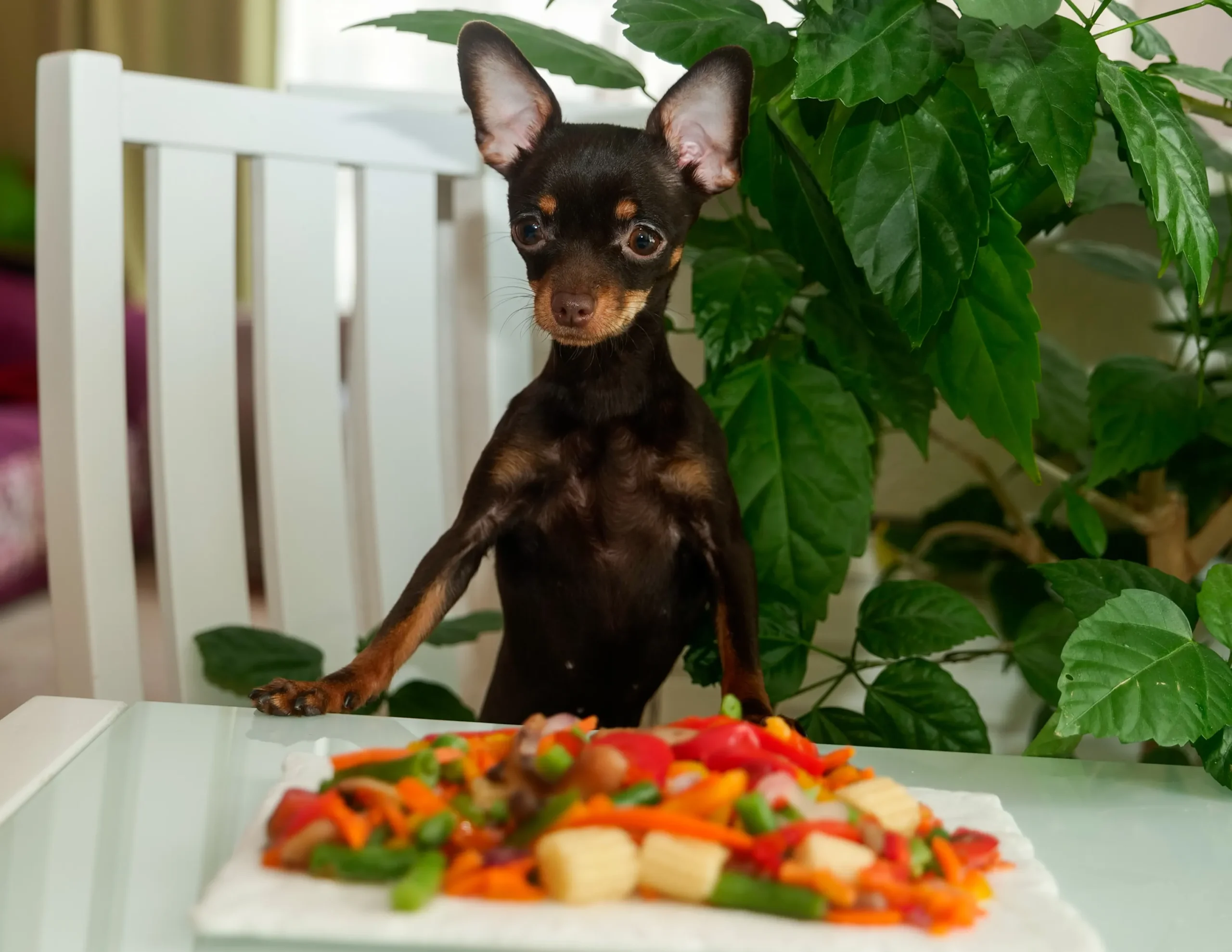 cute dog eating vegetables 2024 12 03 13 02 42 utc scaled