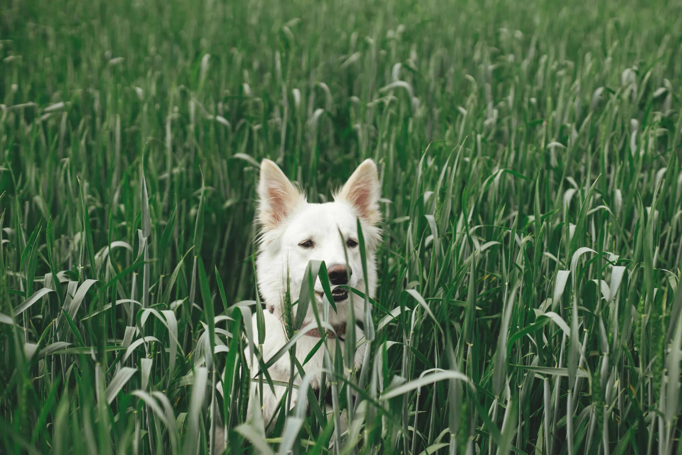 cute white dog sitting in wheat field portrait of 2025 03 13 12 07 16 utc