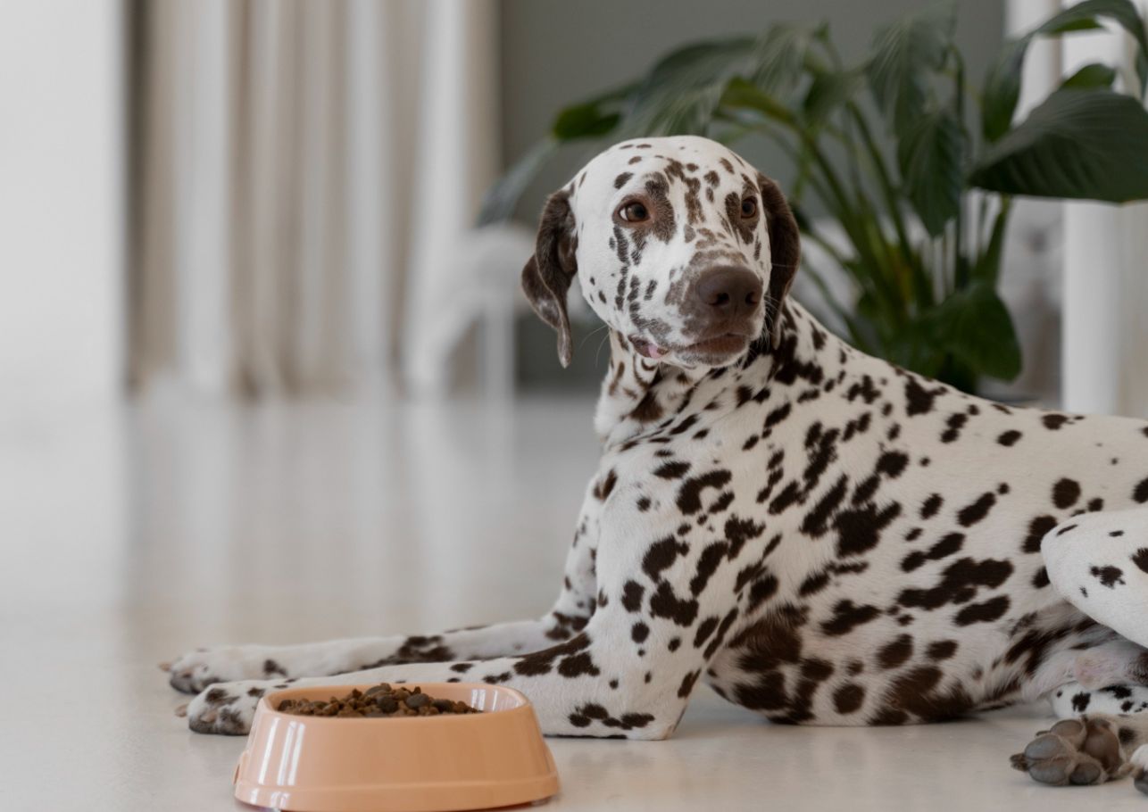 mein hund frisst nicht und schläft viel-dogcare24-content-image