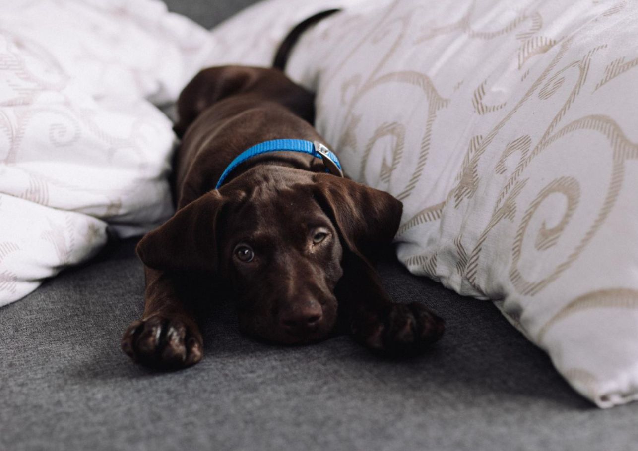 mein hund frisst nicht und schläft viel-dogcare24-header-image