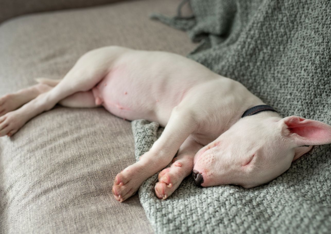 Bauchspeicheldruesenentzuendung Hund dogcare24 content image