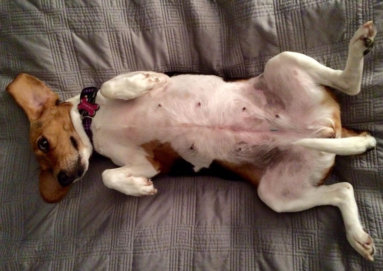 Bauchspeicheldrüsenentzündung Hund-dogcare24-header-image