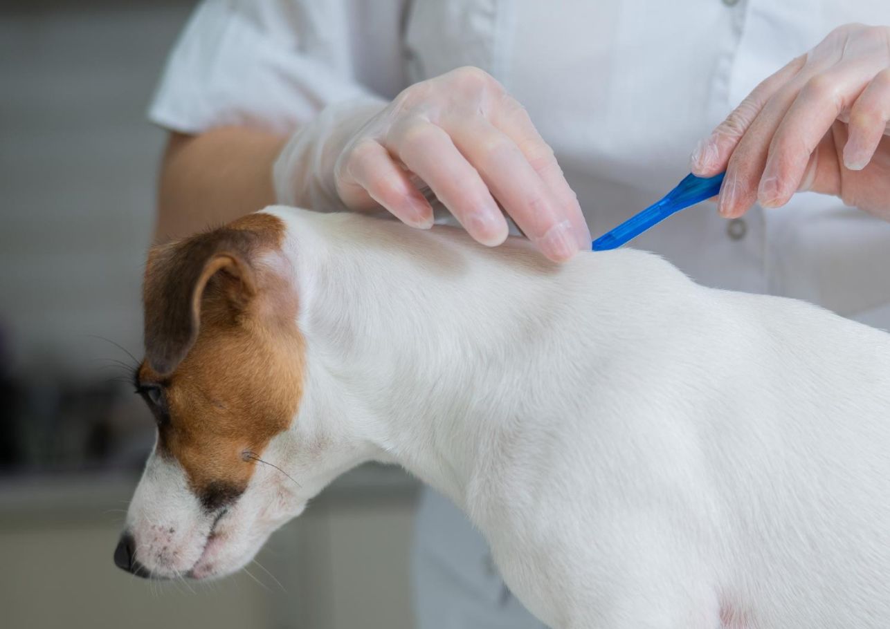 Hund chippen Kosten dogcare24 content image