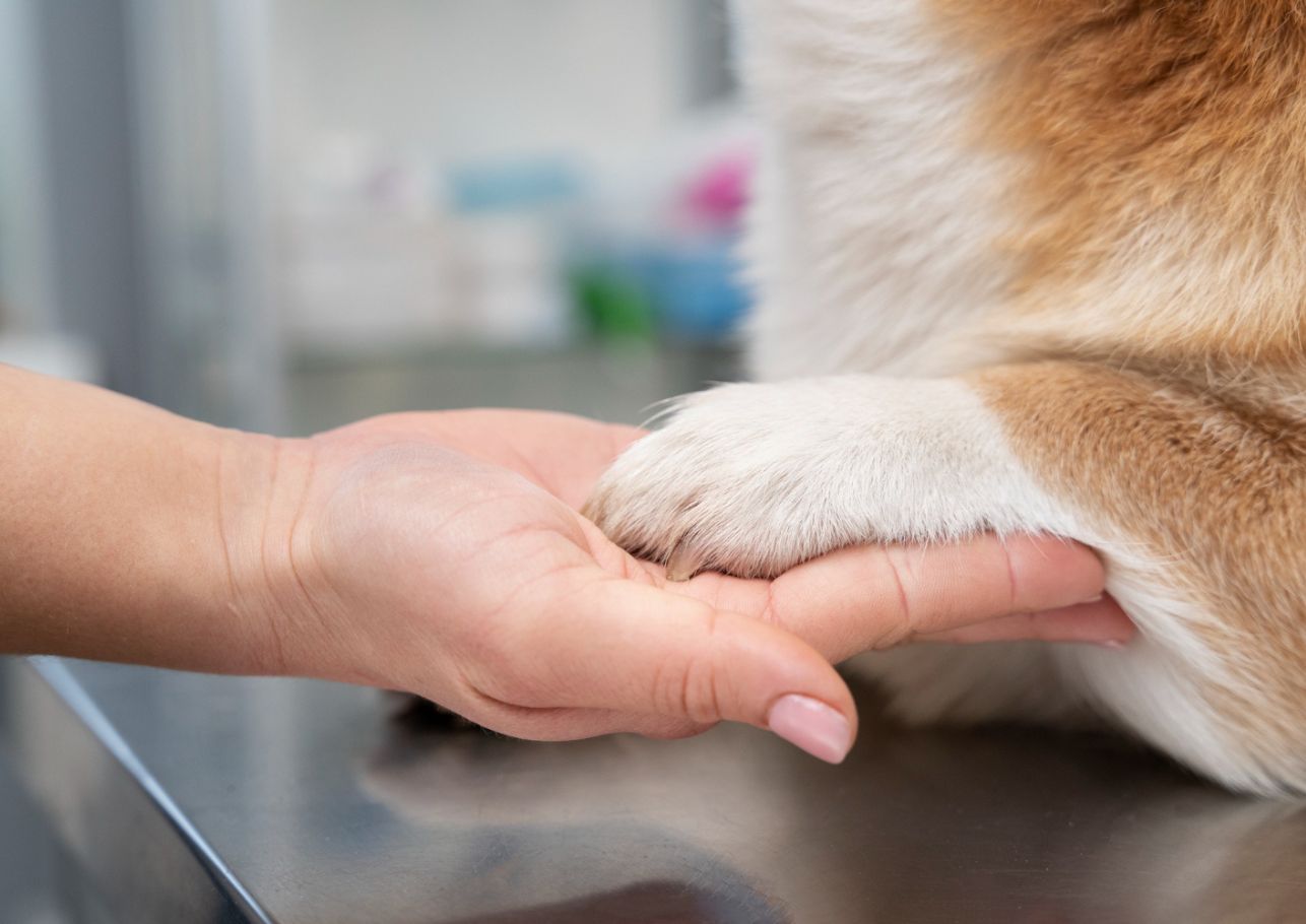 Hund humpelt ploetzlich dogcare24 content image