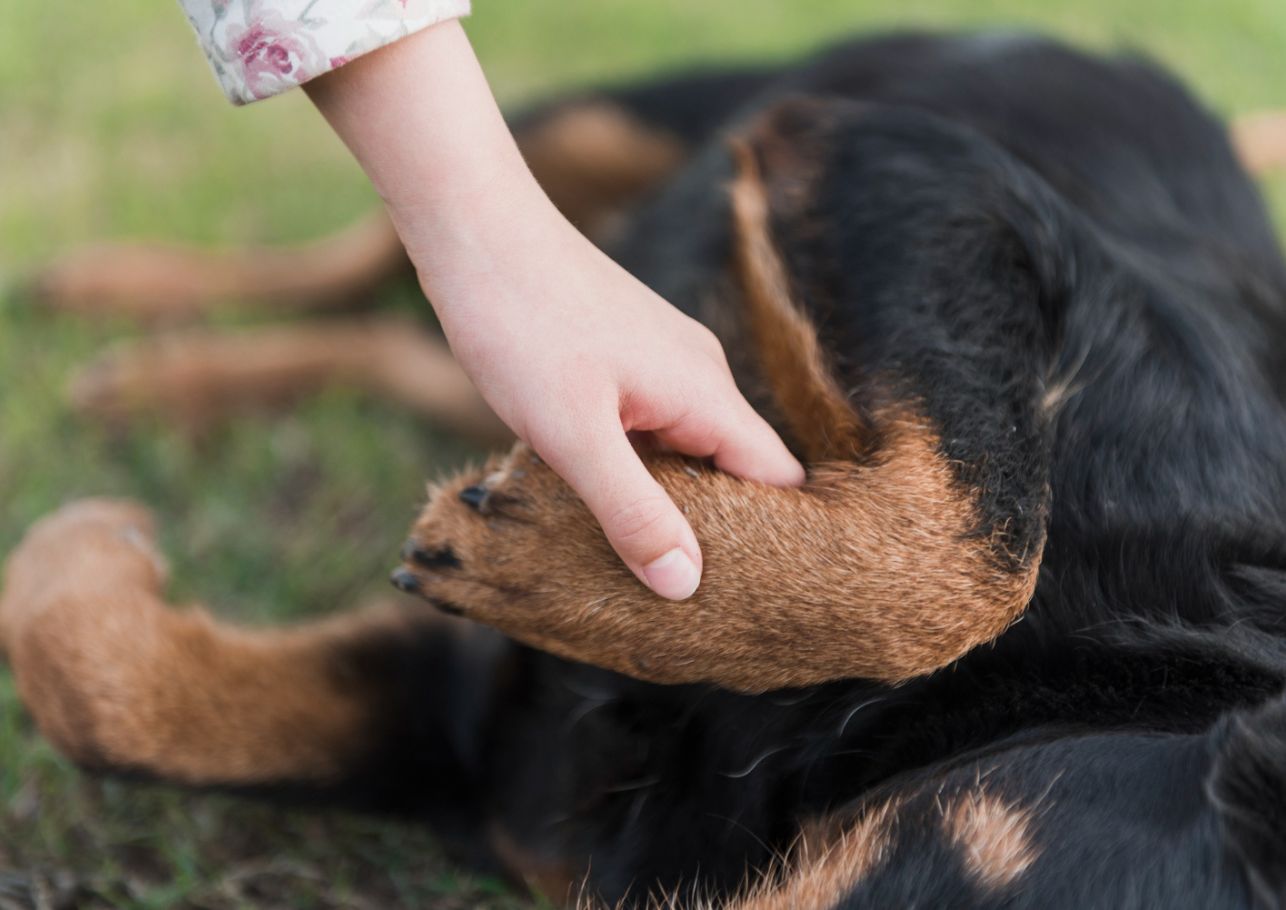 Hund humpelt plötzlich