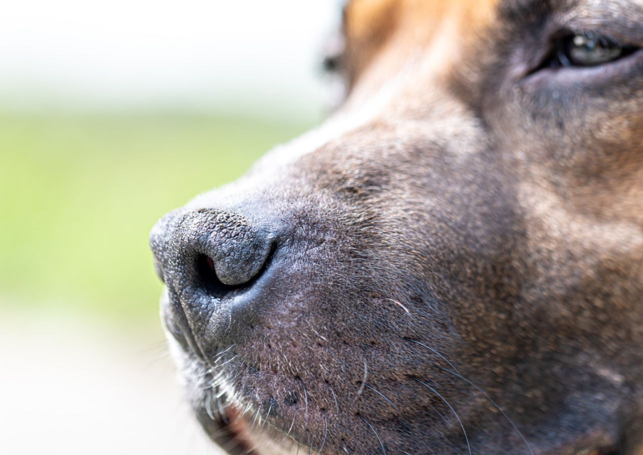 Hund warme Nase dogcare24 content image