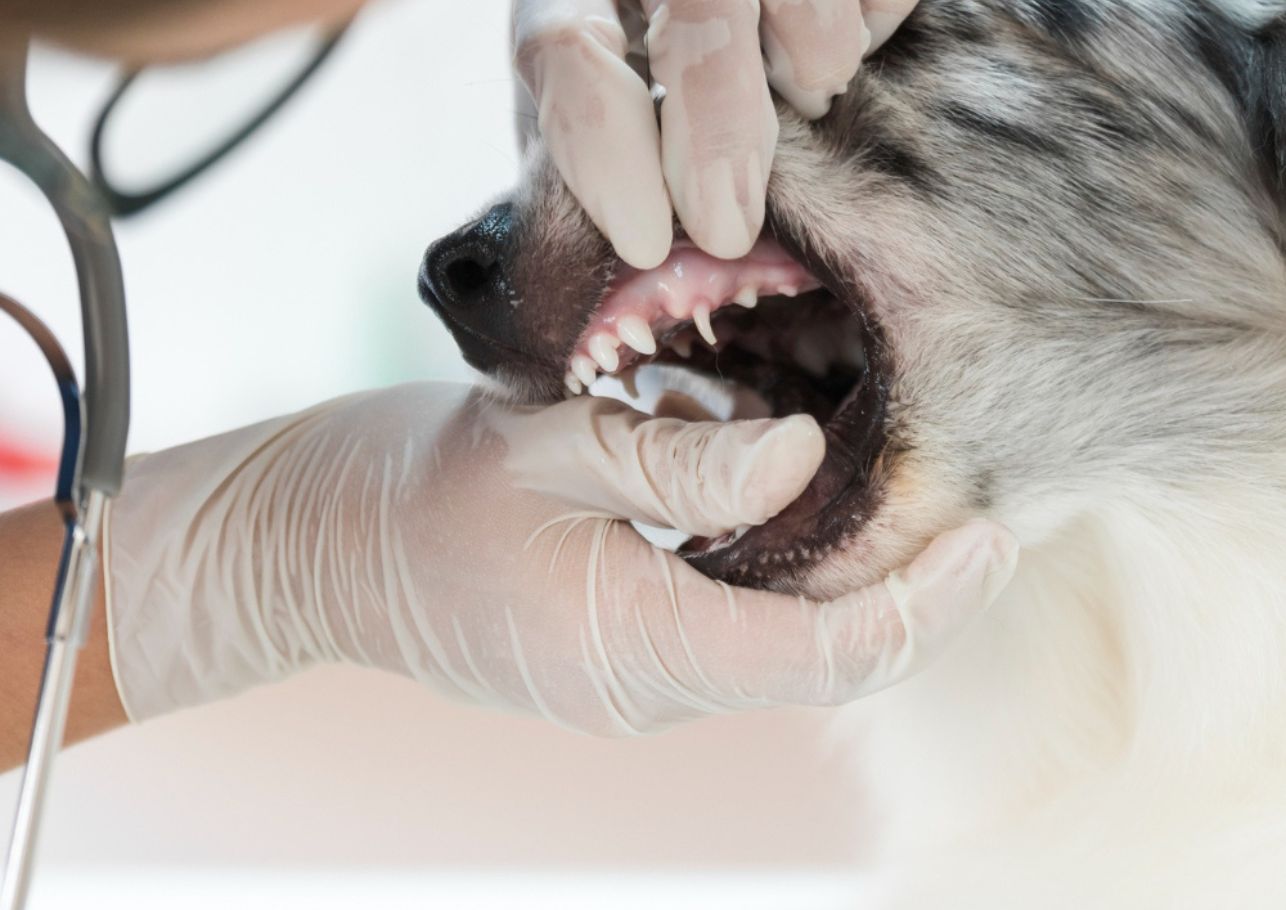 Zahnwechsel Hund Reihenfolge dogcare24 content image