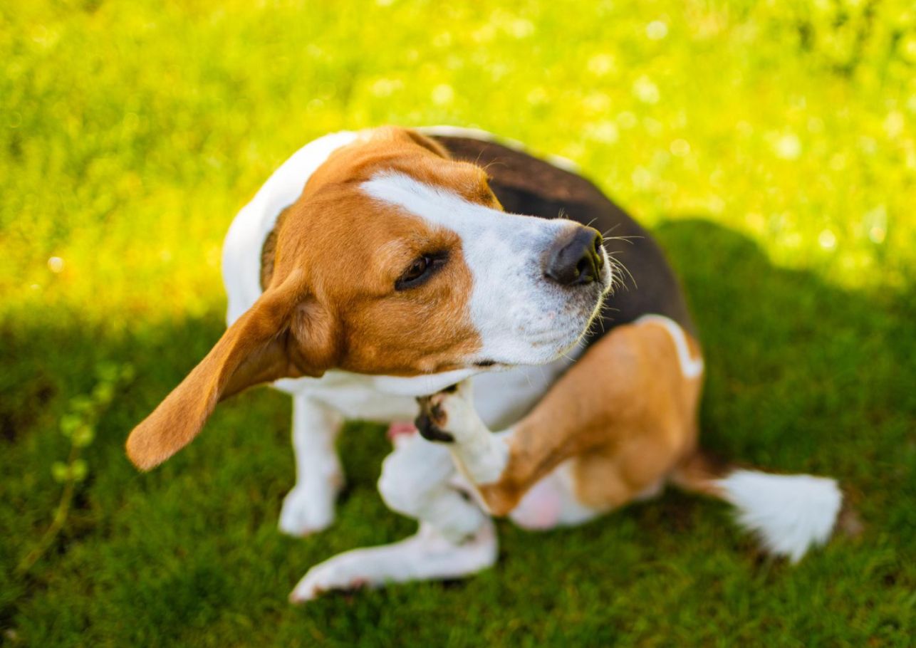 grasmilben hund-dogcare24-content-image