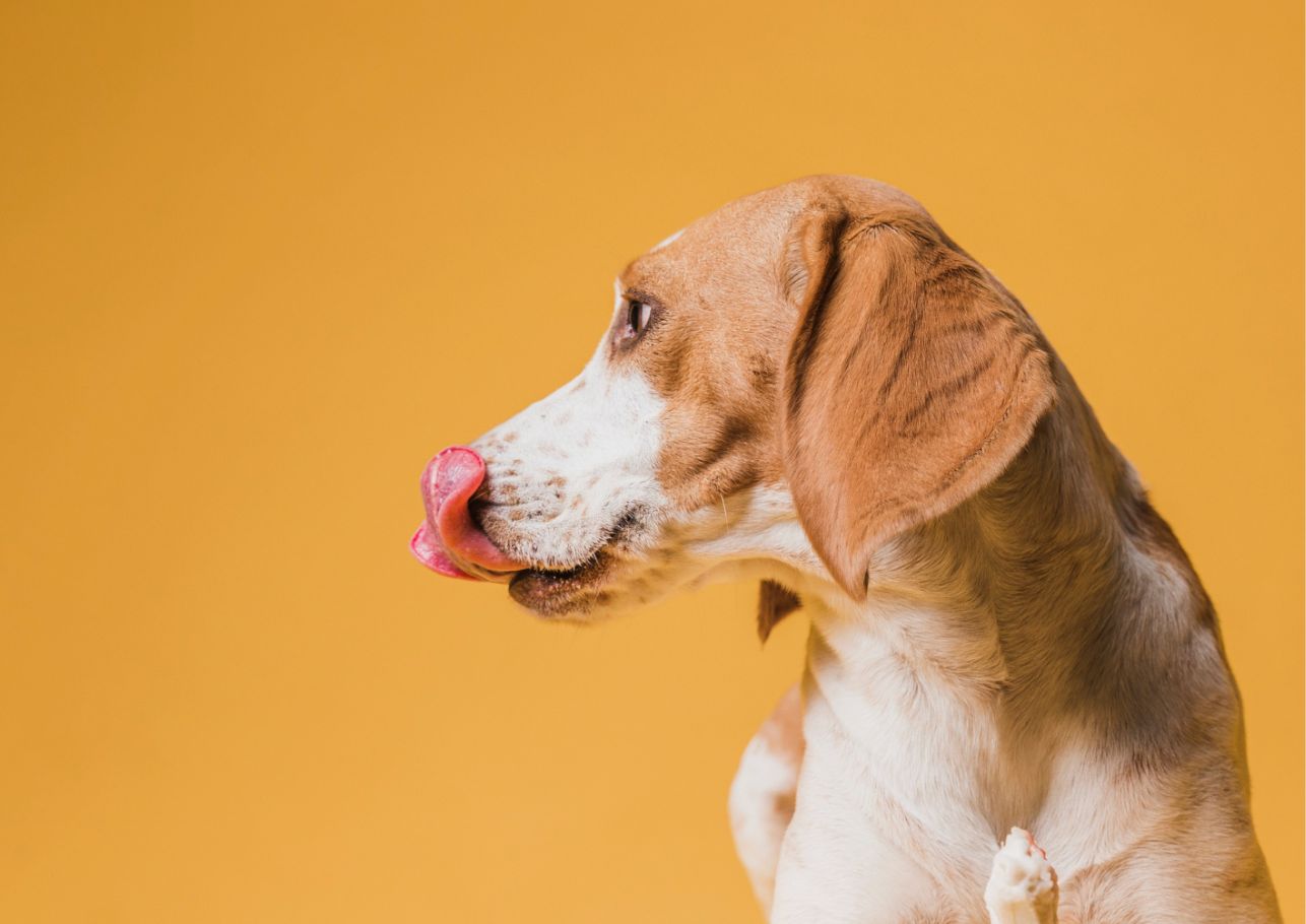 Duerfen Hunde Pistazien essen dogcare24 content image