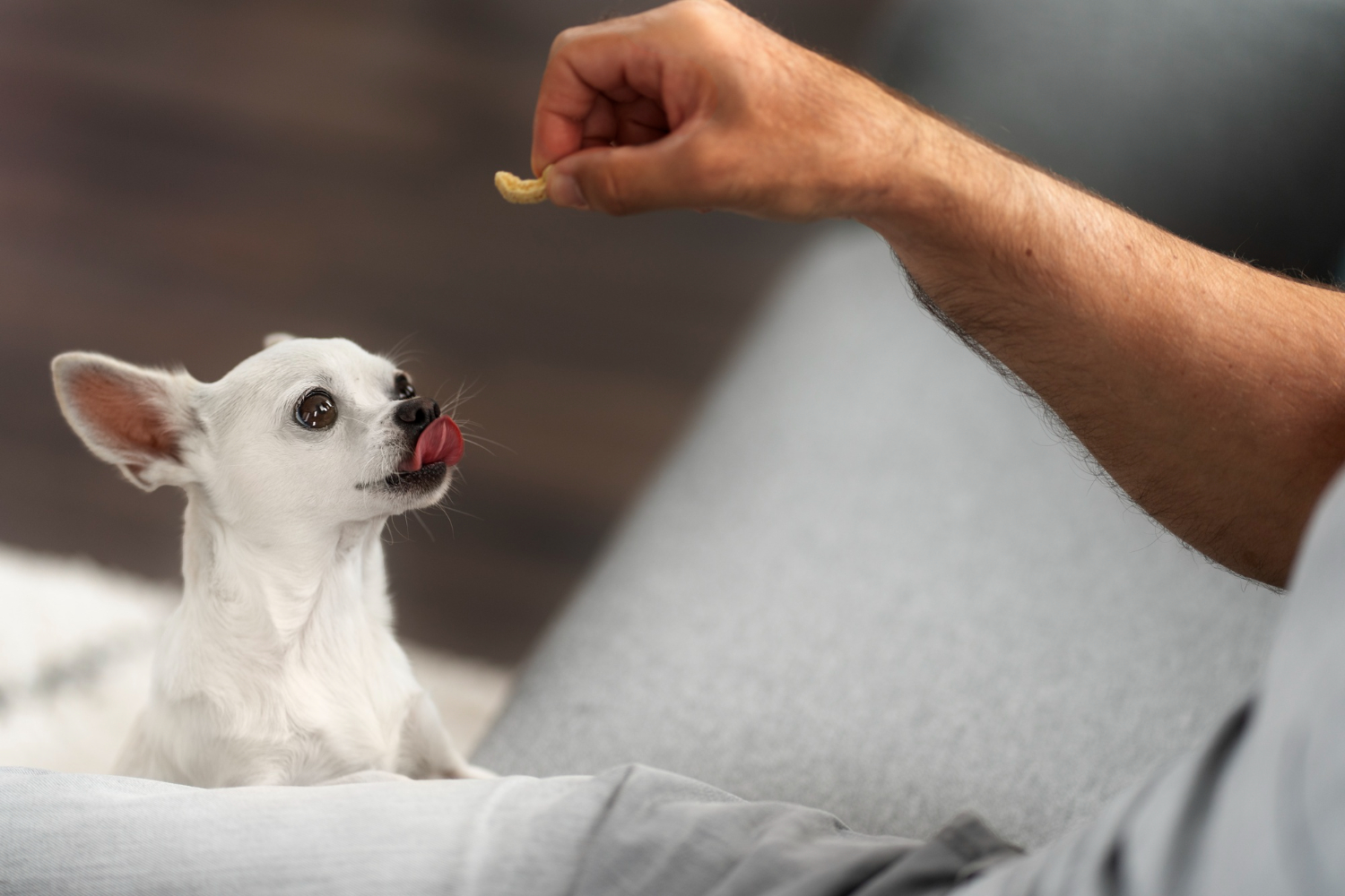 Duerfen-Hunde-Pistazien-essen-dogcare24-header-image