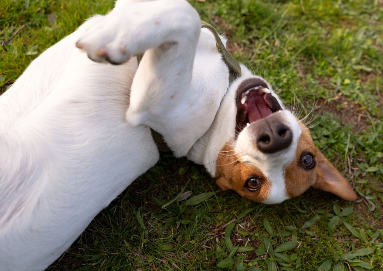 Hund Schluckauf dogcare24 content image