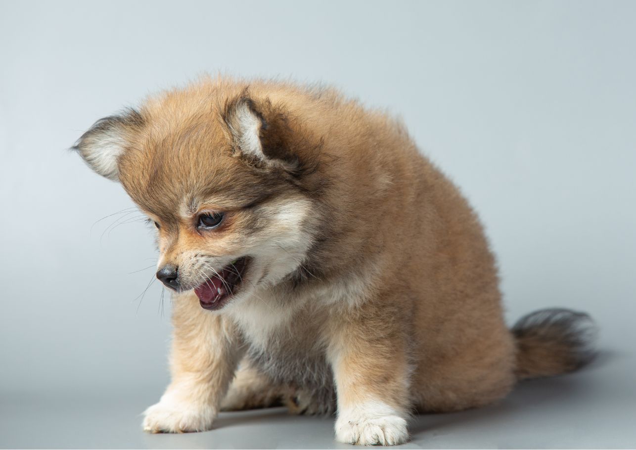 Hund Schluckauf dogcare24 header image