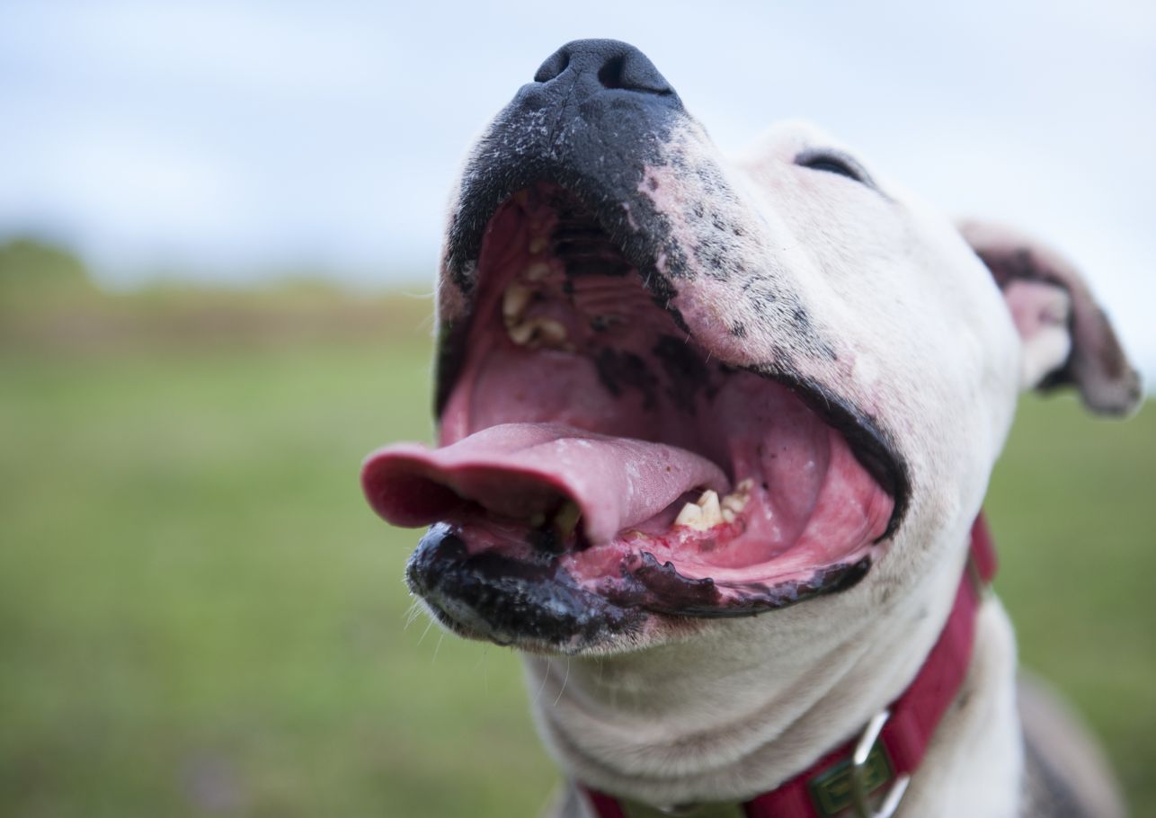 Hund von Biene gestochen-dogcare24-header-image