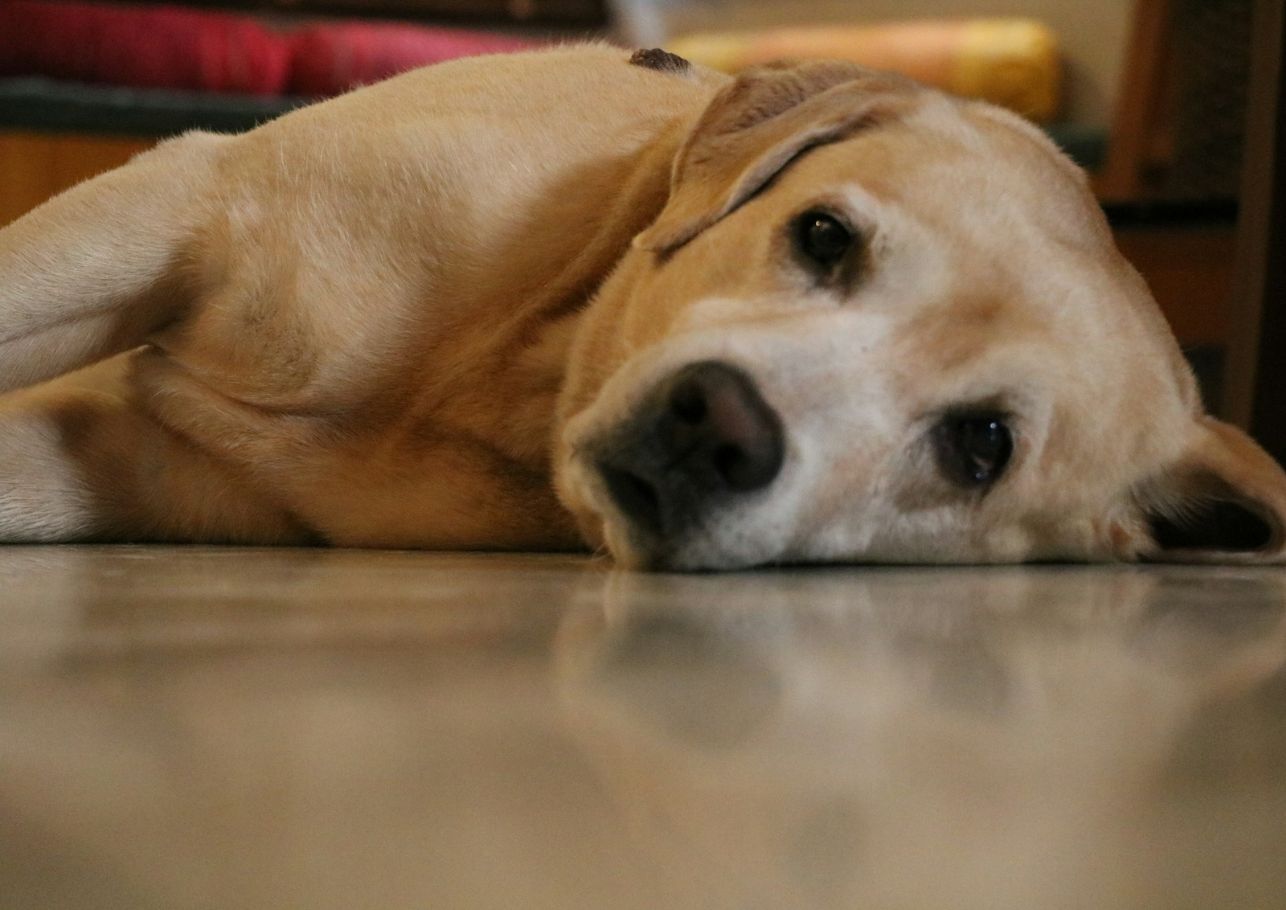 Prednisolon Hund Morgens oder Abends