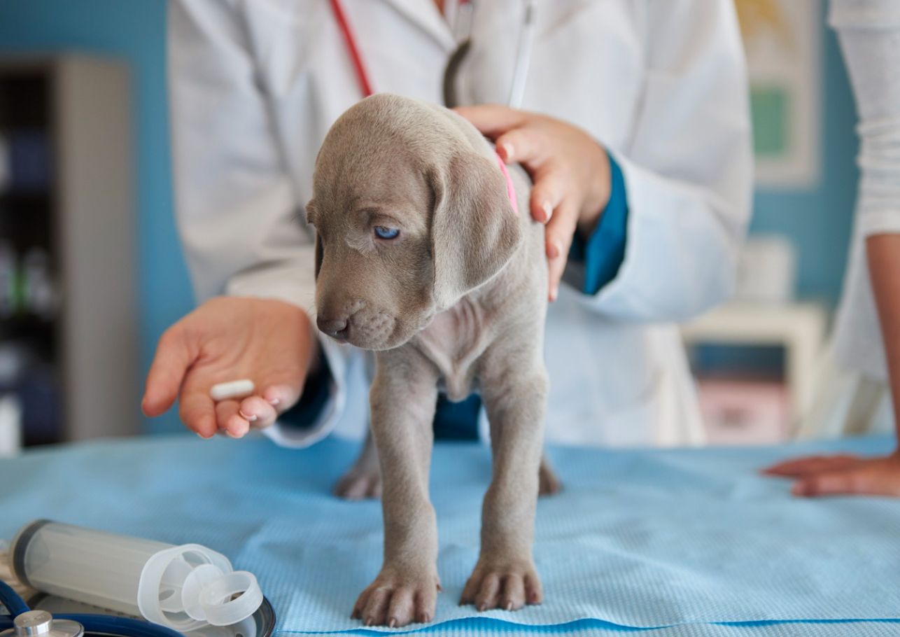 Prednisolon Hund Morgens oder Abends dogcare24 header image